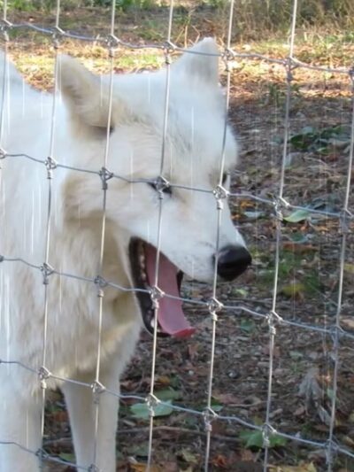 Wolf Sanctuary of PA - Lititz, PA