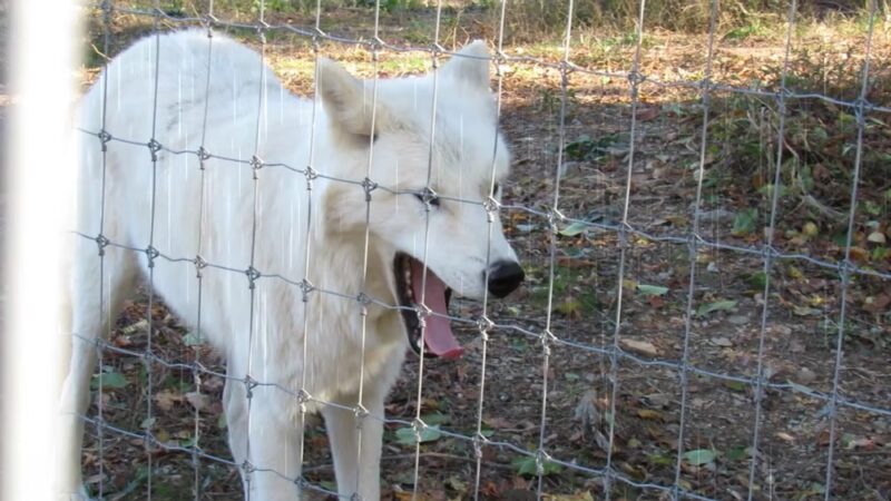Wolf Sanctuary of PA - Lititz, PA