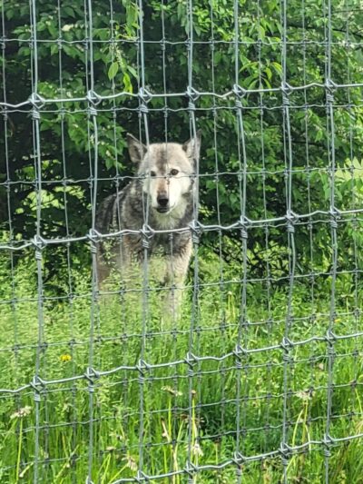 Wolf Sanctuary of PA - Lititz, PA