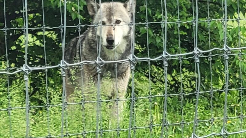 Wolf Sanctuary of PA - Lititz, PA