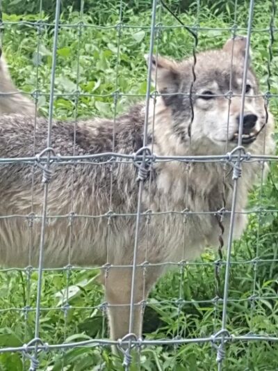 Wolf Sanctuary of PA - Lititz, PA