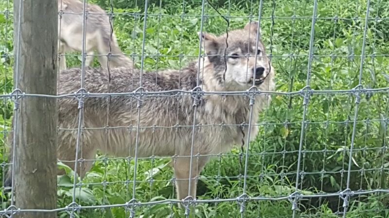 Wolf Sanctuary of PA - Lititz, PA