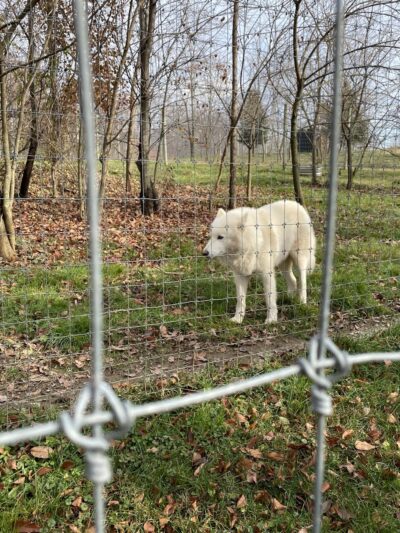 Wolf Sanctuary of PA - Lititz, PA