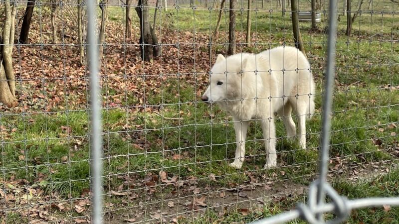 Wolf Sanctuary of PA - Lititz, PA