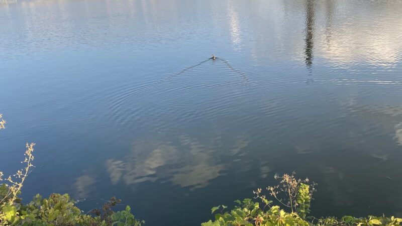 Island Park - Little Chute, WI