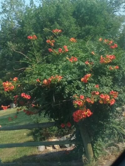 Ashbaugh Park - Littleton, CO