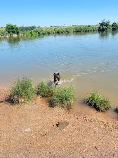 Chatfield Dog Park Parking - Littleton, CO