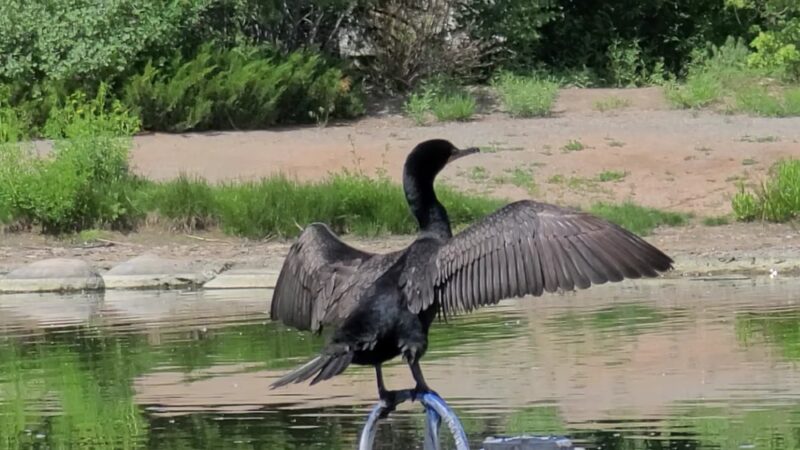 Redstone Park - Littleton, CO