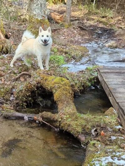 Parker Mountain Trails - Littleton, NH