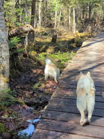 Parker Mountain Trails - Littleton, NH
