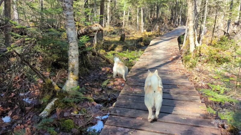 Parker Mountain Trails - Littleton, NH