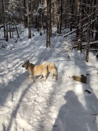 Parker Mountain Trails Parking - Littleton, NH