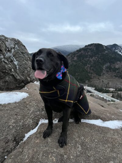 Tailswag - Littleton, NH