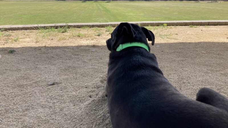 soccer fields - Live Oak, CA