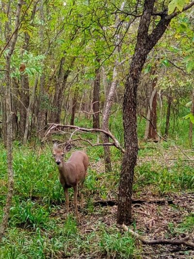 Woodcrest Park - Live Oak, TX