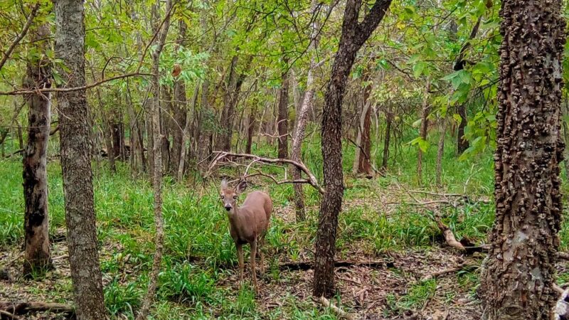 Woodcrest Park - Live Oak, TX
