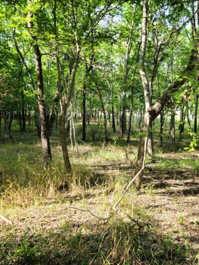 Woodcrest Park - Live Oak, TX