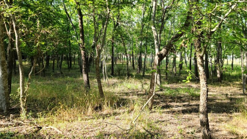 Woodcrest Park - Live Oak, TX