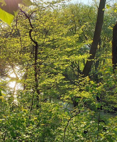 Old Settlers Park - Livermore, IA