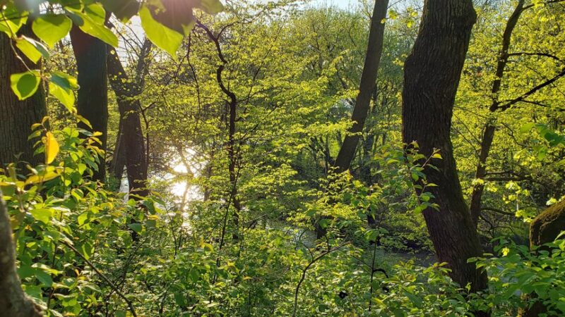 Old Settlers Park - Livermore, IA