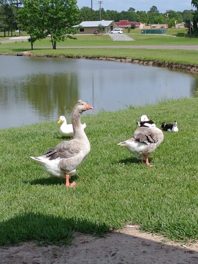Livingston Parks & Recreation - Livingston, TX
