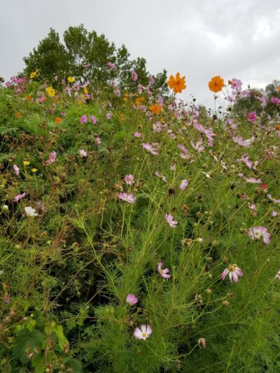 Honeoye Creek Wildlife Management Area - Livonia, NY