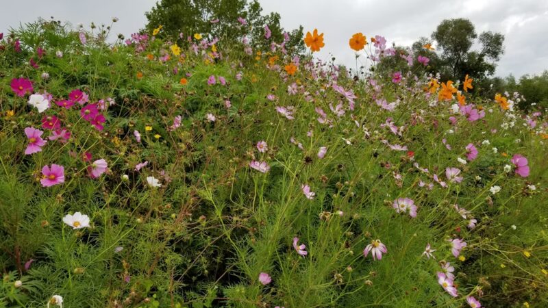 Honeoye Creek Wildlife Management Area - Livonia, NY
