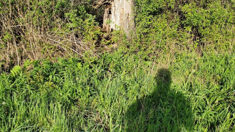 Honeoye Creek Wildlife Management Area - Livonia, NY