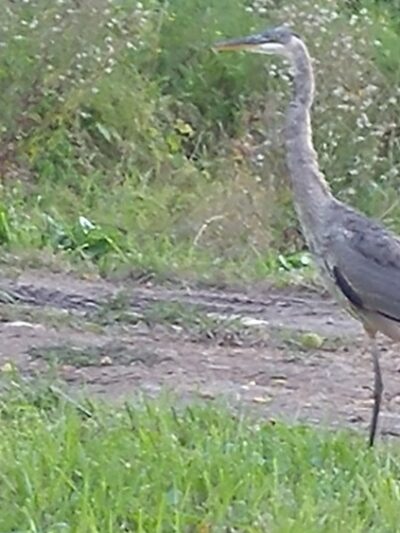Honeoye Creek Wildlife Management Area - Livonia, NY