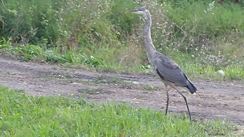 Honeoye Creek Wildlife Management Area - Livonia, NY