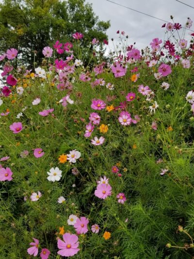 Honeoye Creek Wildlife Management Area - Livonia, NY