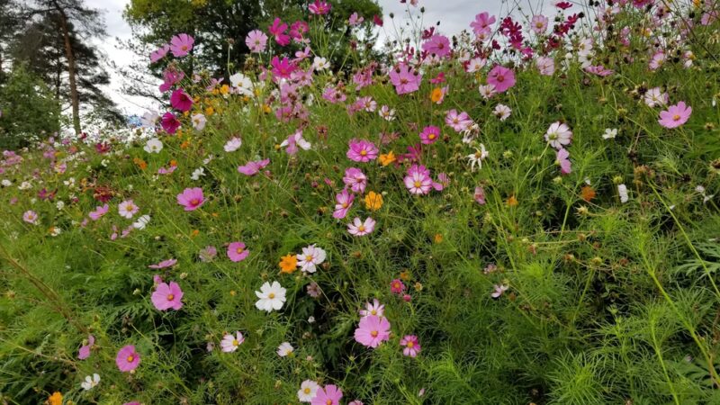 Honeoye Creek Wildlife Management Area - Livonia, NY