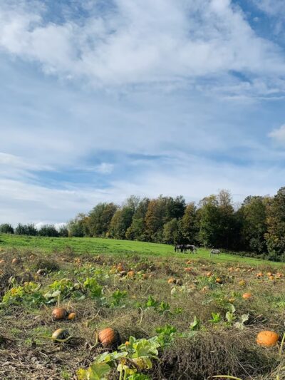 Grisamore Farms - Locke, NY