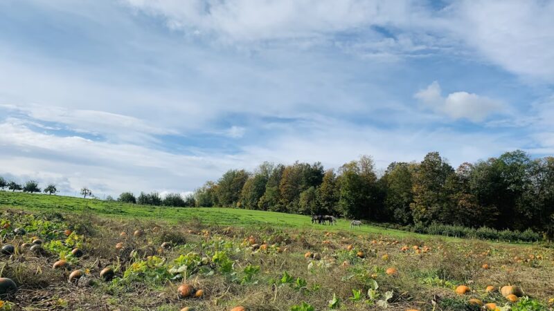 Grisamore Farms - Locke, NY