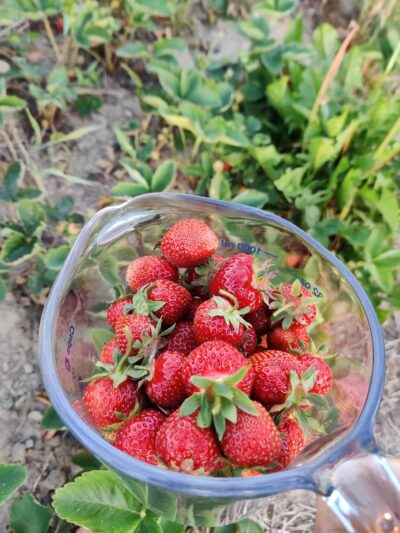 Grisamore Farms - Locke, NY