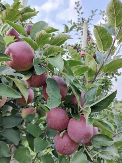 Grisamore Farms - Locke, NY