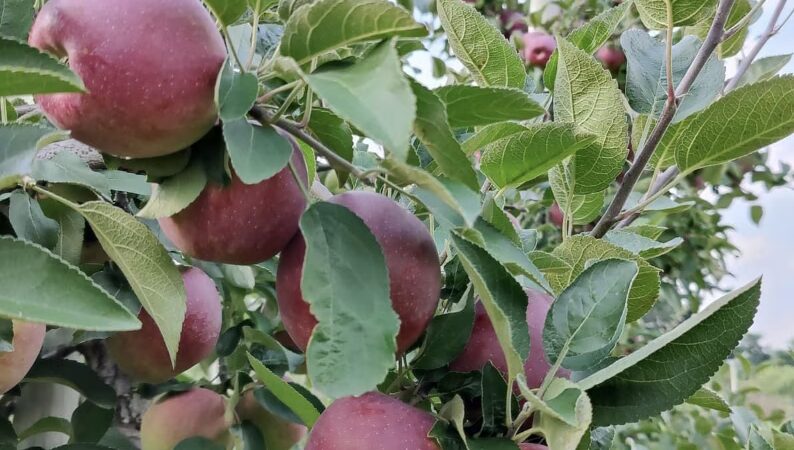 Grisamore Farms - Locke, NY