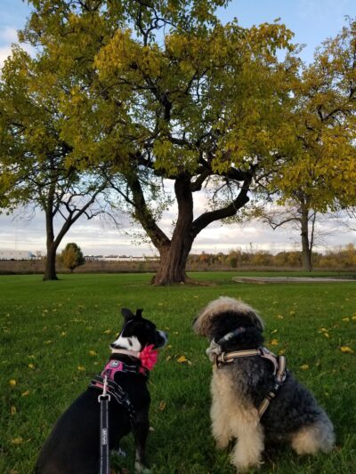 Trantina Farm Park - Lockport, IL