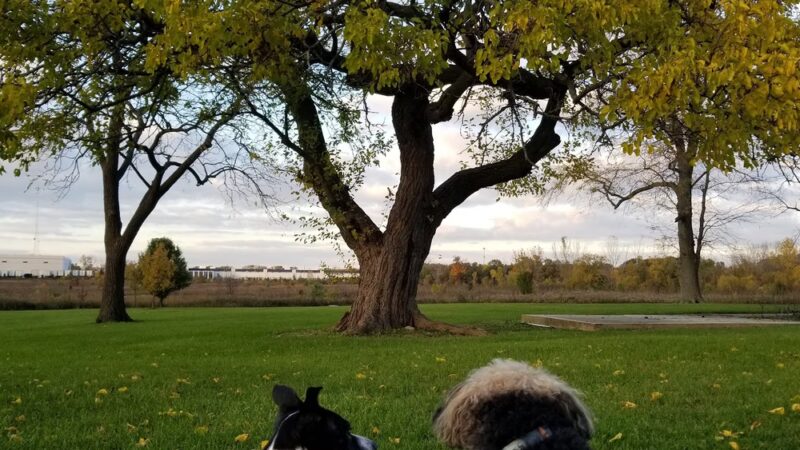 Trantina Farm Park - Lockport, IL