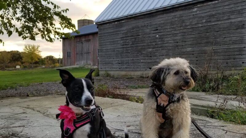 Trantina Farm Park - Lockport, IL