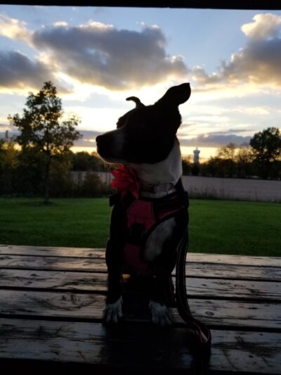 Trantina Farm Park - Lockport, IL