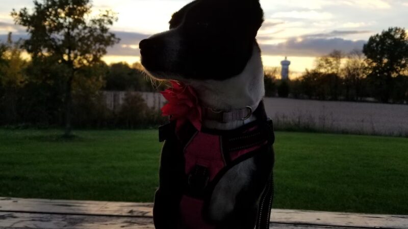 Trantina Farm Park - Lockport, IL