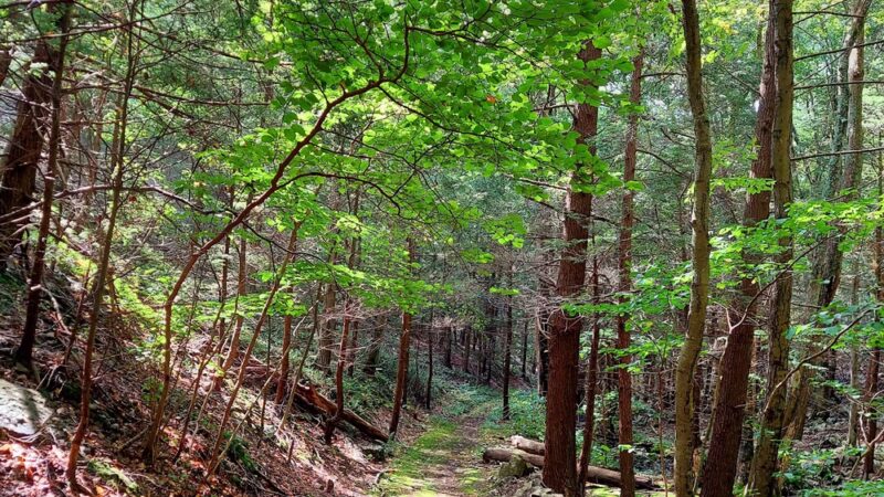 Bear Run Trail - Loganton, PA