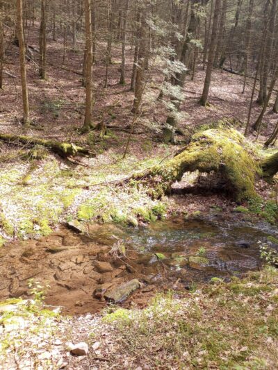 Bear Run Trail - Loganton, PA