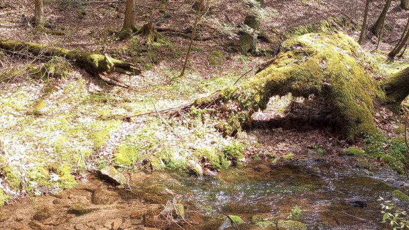 Bear Run Trail - Loganton, PA