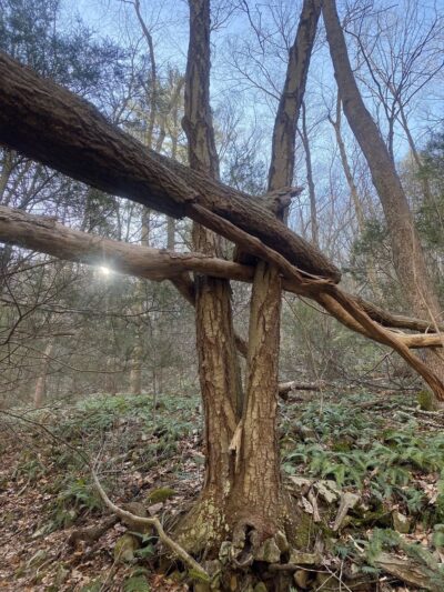 Bear Run Trail - Loganton, PA