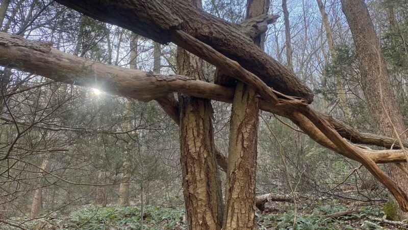 Bear Run Trail - Loganton, PA