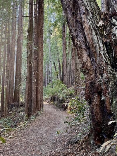 Forest Trail - Loma Mar, CA