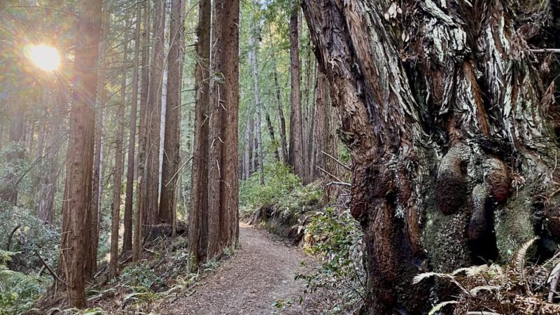 Forest Trail - Loma Mar, CA
