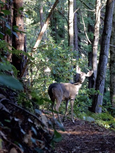 Forest Trail - Loma Mar, CA